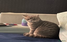 British Shorthair cats for sale: Lilac tabby British shorthair cat - Image 3