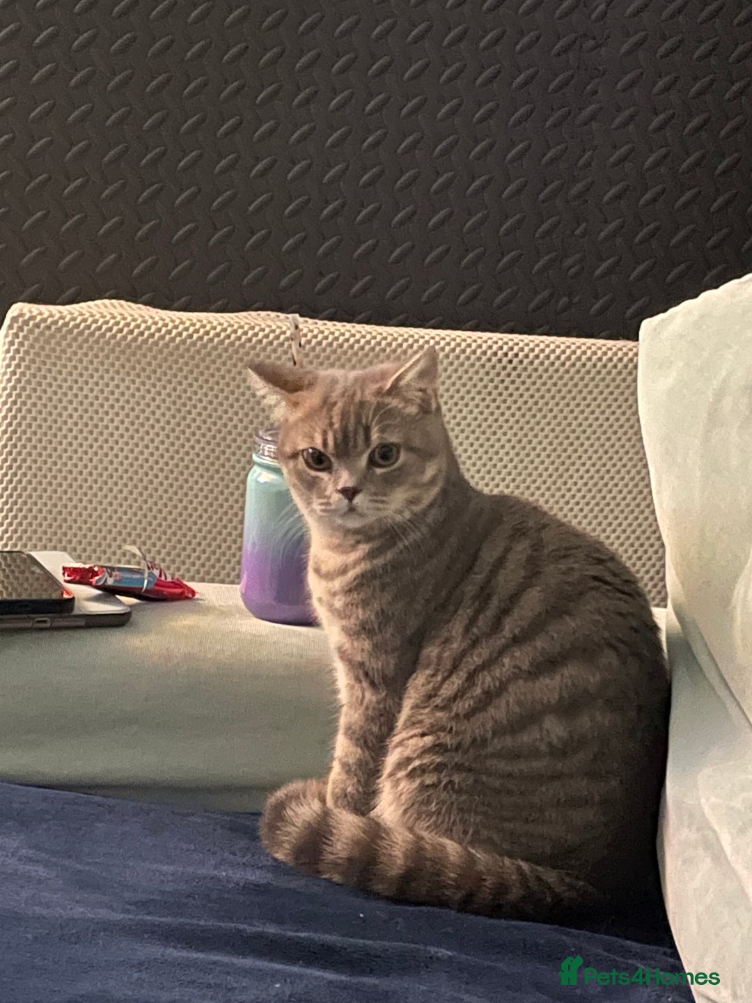British Shorthair cats for sale: Lilac tabby British shorthair cat - Image 3