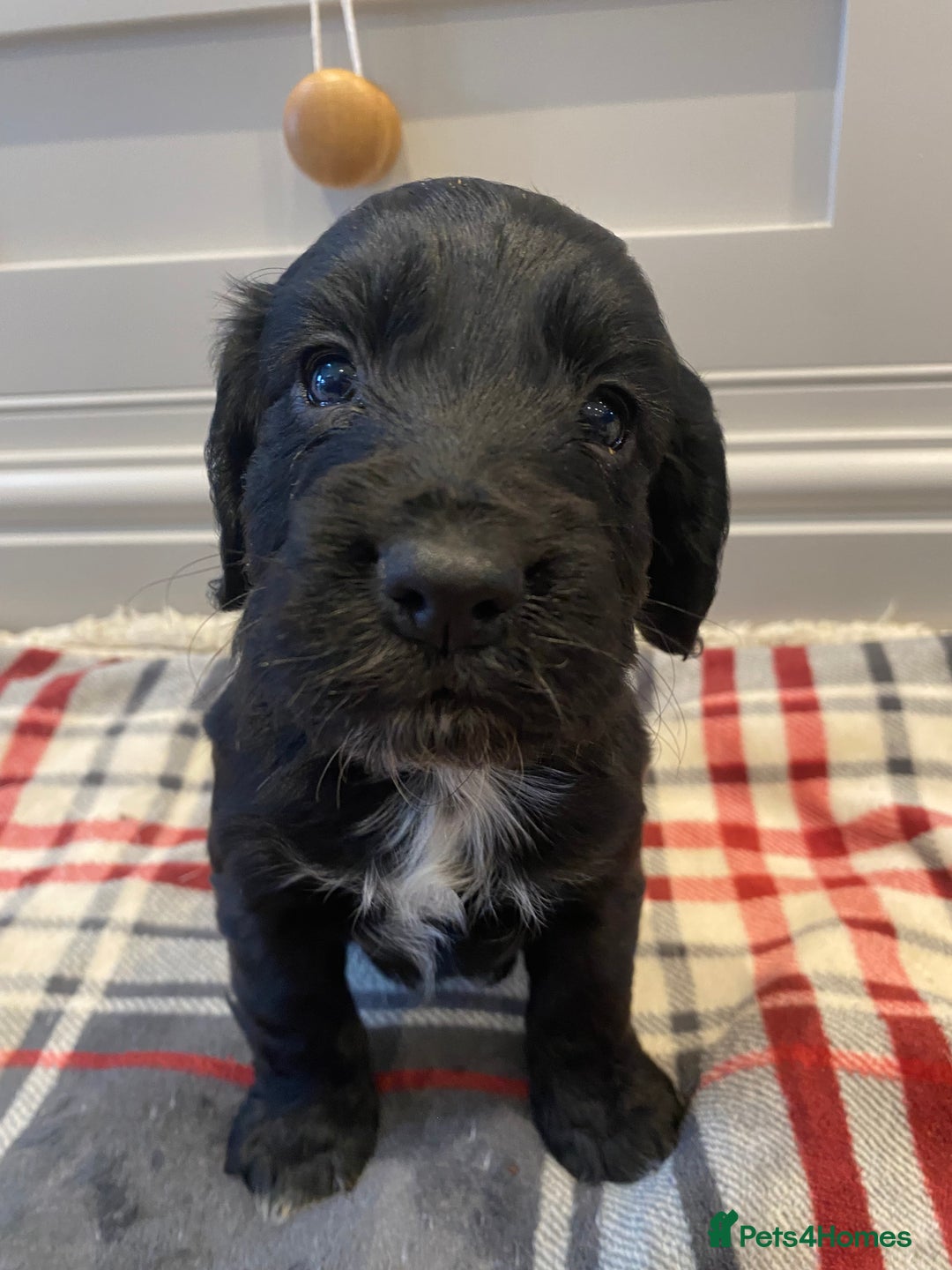 Cocker Spaniel dogs for sale: Cocker Spaniel puppies - Image 14