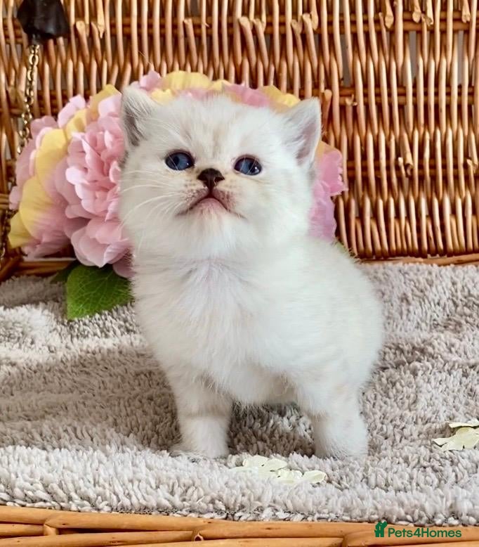 British Shorthair cats RARE SEAL LYNX PURE BRED BSH TEDDY BEARS - Advert 3