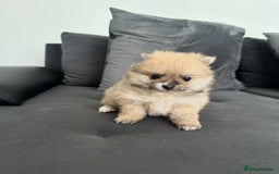 Pomeranian dogs for sale: Pomaranian puppies - Image 6