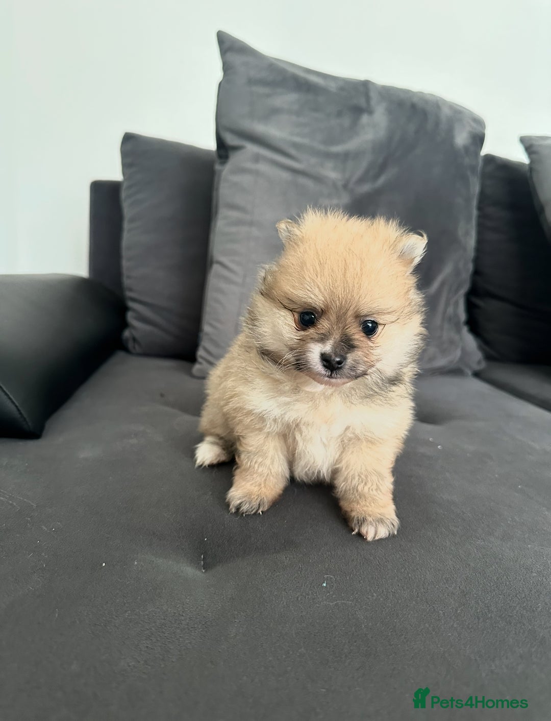 Pomeranian dogs for sale: Pomaranian puppies - Image 6