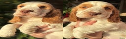 Cocker Spaniel dogs for sale: Stunning orange & white show cocker Girls  - Advert 1