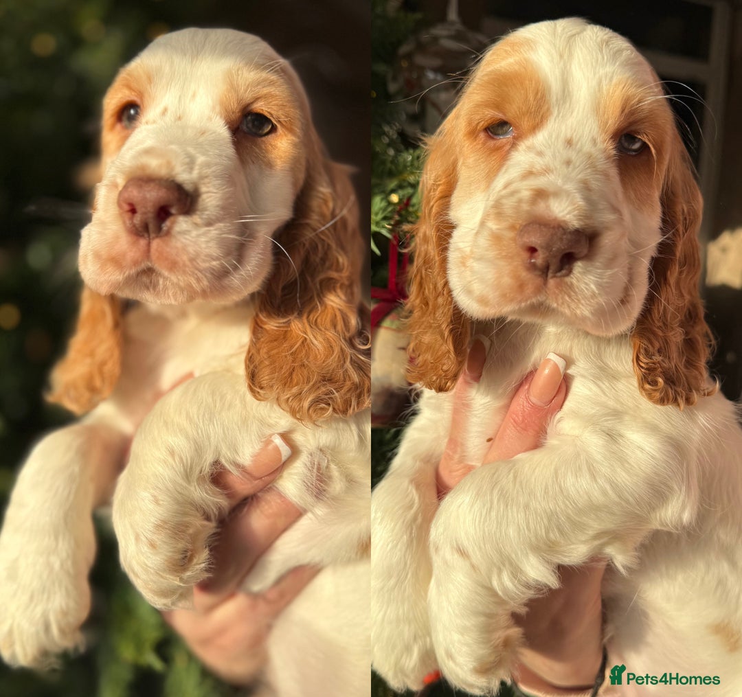 Cocker Spaniel dogs for sale: Stunning orange & white show cocker Girls  - Advert 1