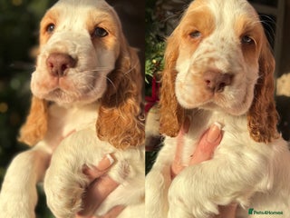 Cocker Spaniel dogs Stunning orange & white show cocker Girls - Advert 6