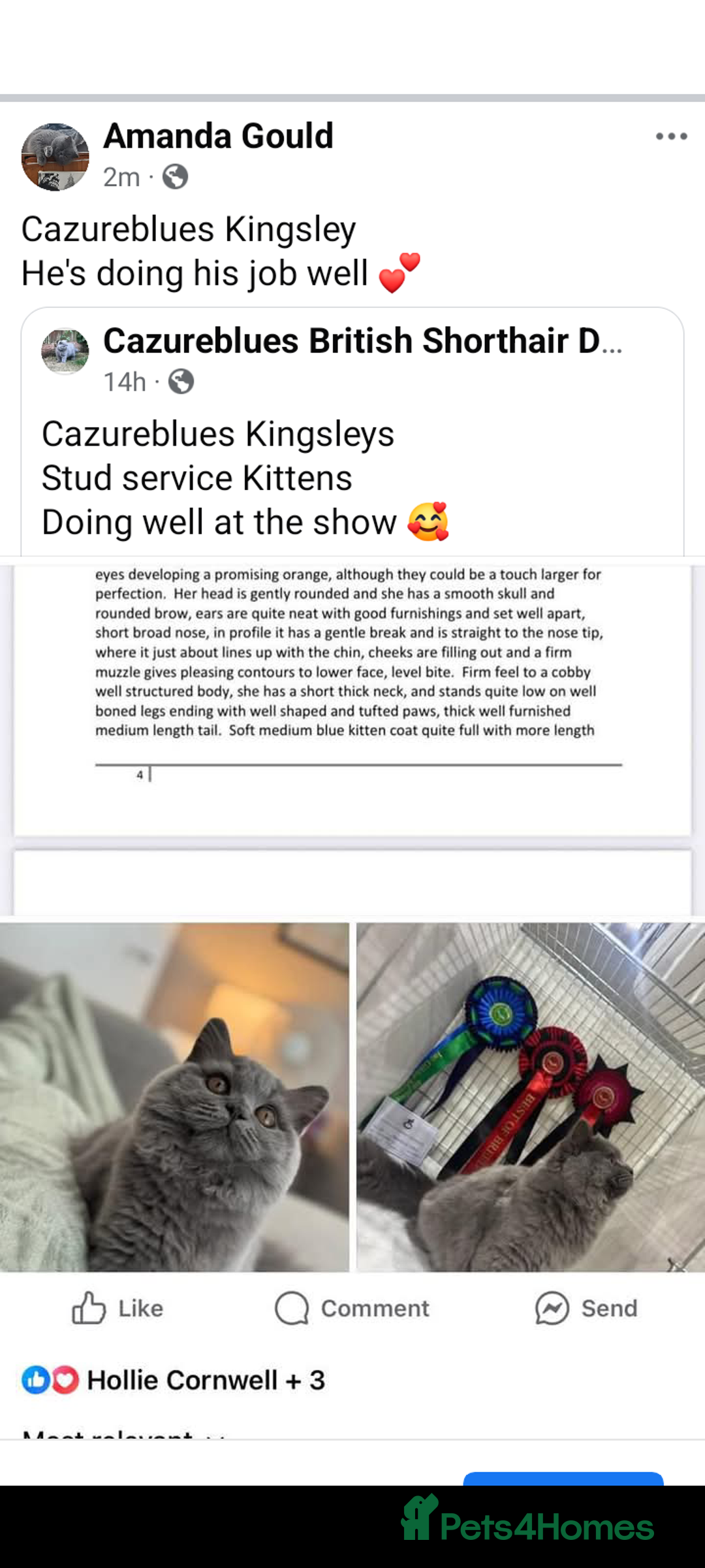 British Shorthair cats for sale: GCCF, KITTENS, STUDS, QUEENS, Blue Lilac Bi - Image 30