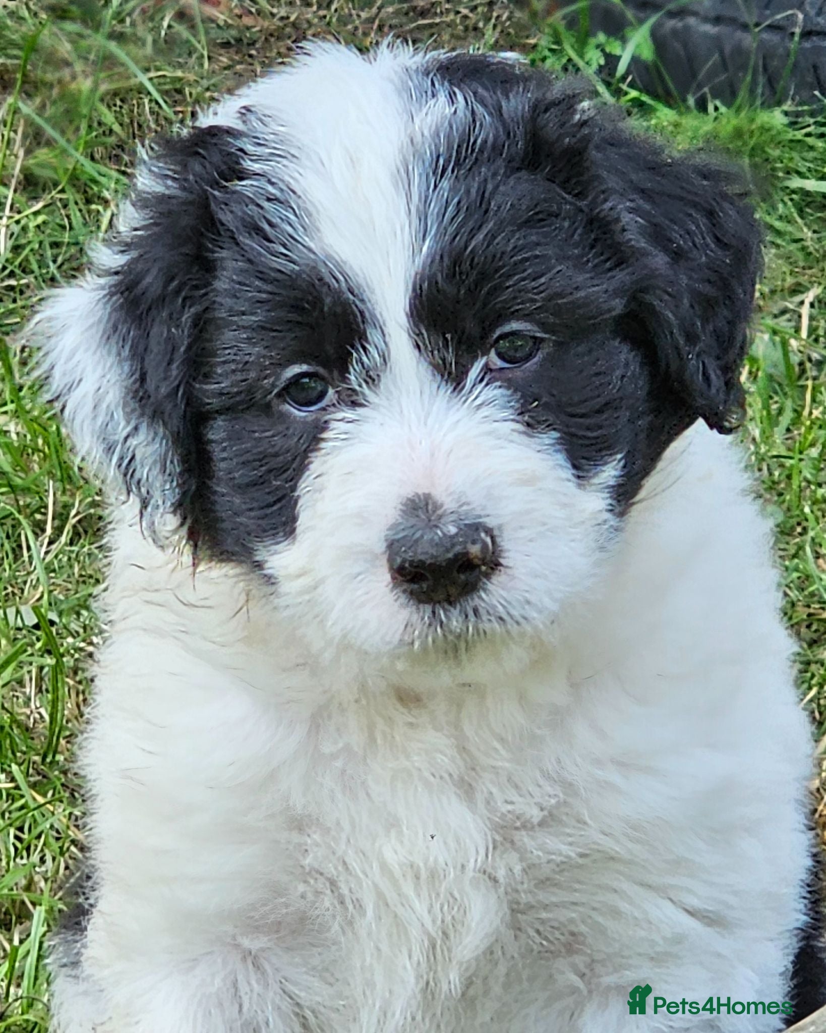 Bordoodle dogs Handsome doddle boy pups - Advert 1