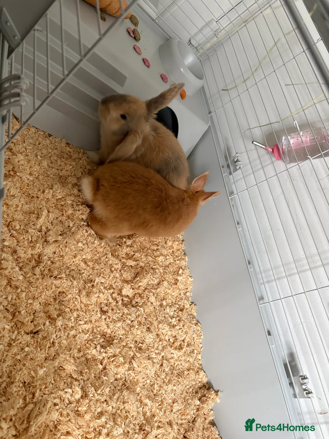 Mixed Breed rabbits for sale: 2 rabbits for sale  in Newton-le-Willows - Advert 2
