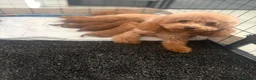 Cockapoo dogs for sale: ❤️TOY DEEP RED COCKAPOOS❤️ - Advert 2