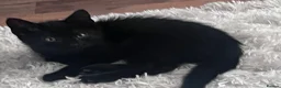 Mixed Breed cats for sale: Kittens - Advert 12