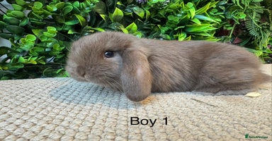 Mini Lop rabbits ⭐️ MINI LOPS ⭐️ ready to reserve  - Advert 2