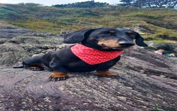 Dachshund dogs for stud: 3/4 dachshund for stud - Advert 5