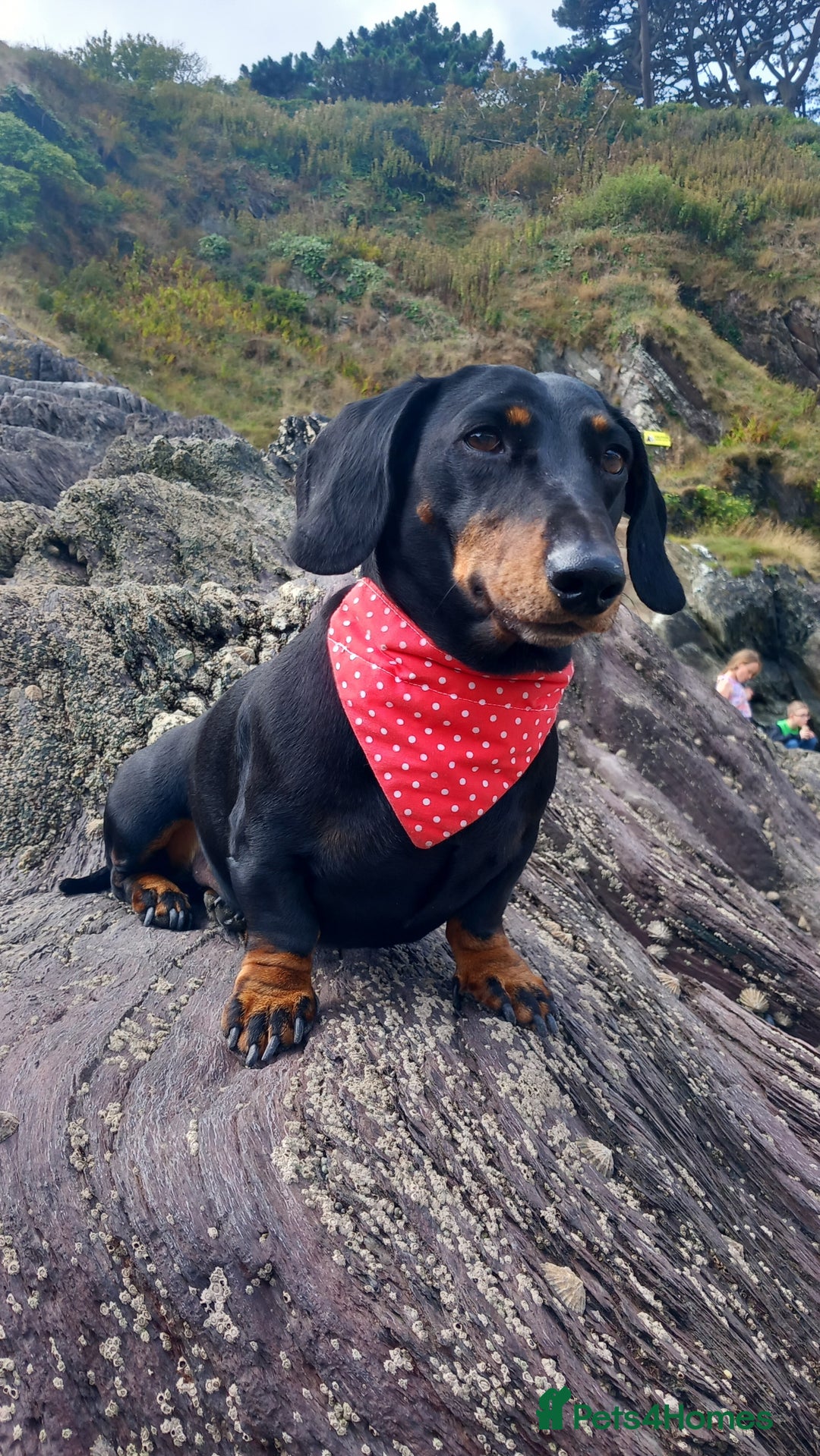 Dachshund dogs for stud: 3/4 dachshund for stud - Advert 5