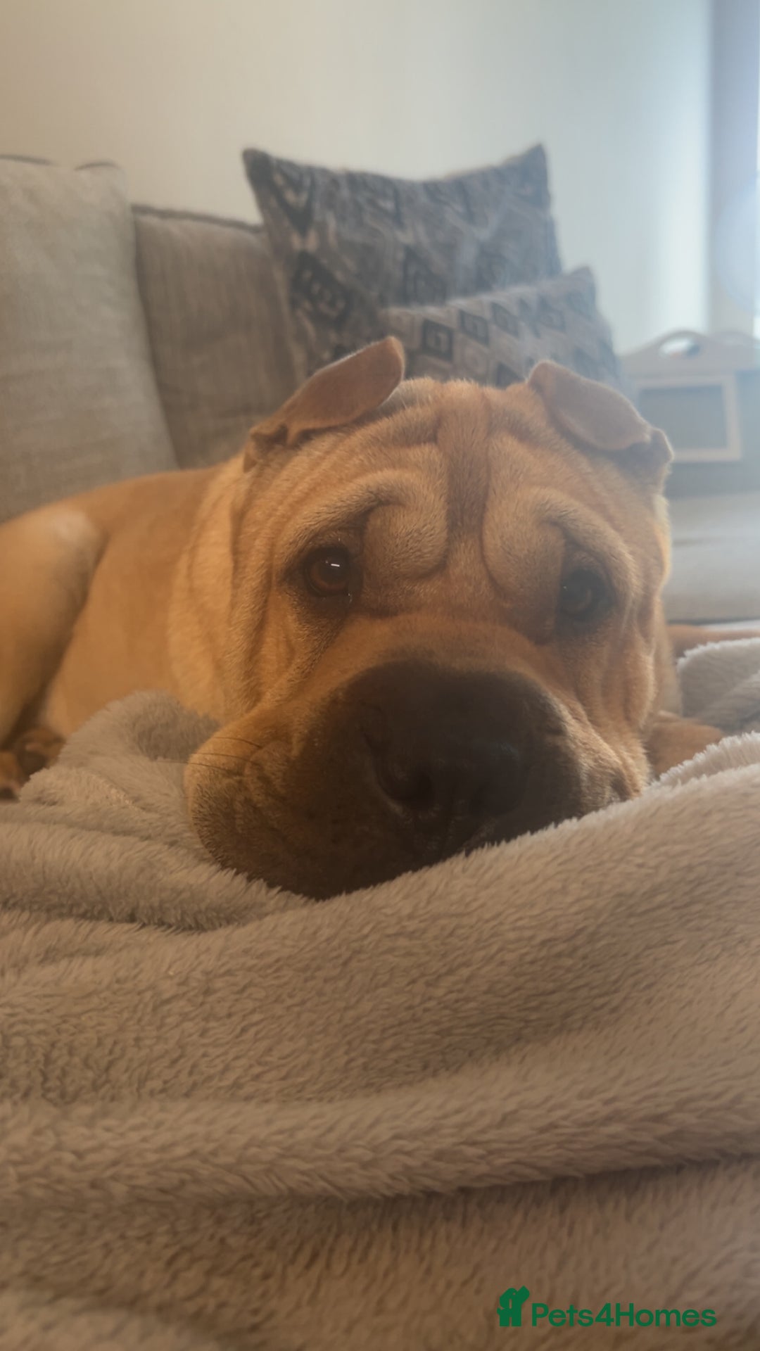 Shar Pei dogs for sale: Chase The Sharpei  - Advert 6