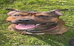 Staffordshire Bull Terrier dogs for sale: Staffy pups (not kc reg) - Image 3