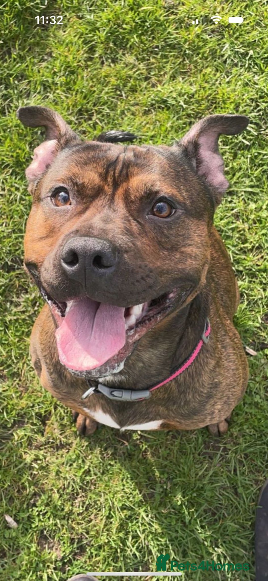 Staffordshire Bull Terrier dogs for sale: Staffy pups (not kc reg) - Image 3