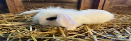 Mini Lop rabbits for sale: Gorgeous pure Mini lops and mini lion lops  - Advert 22