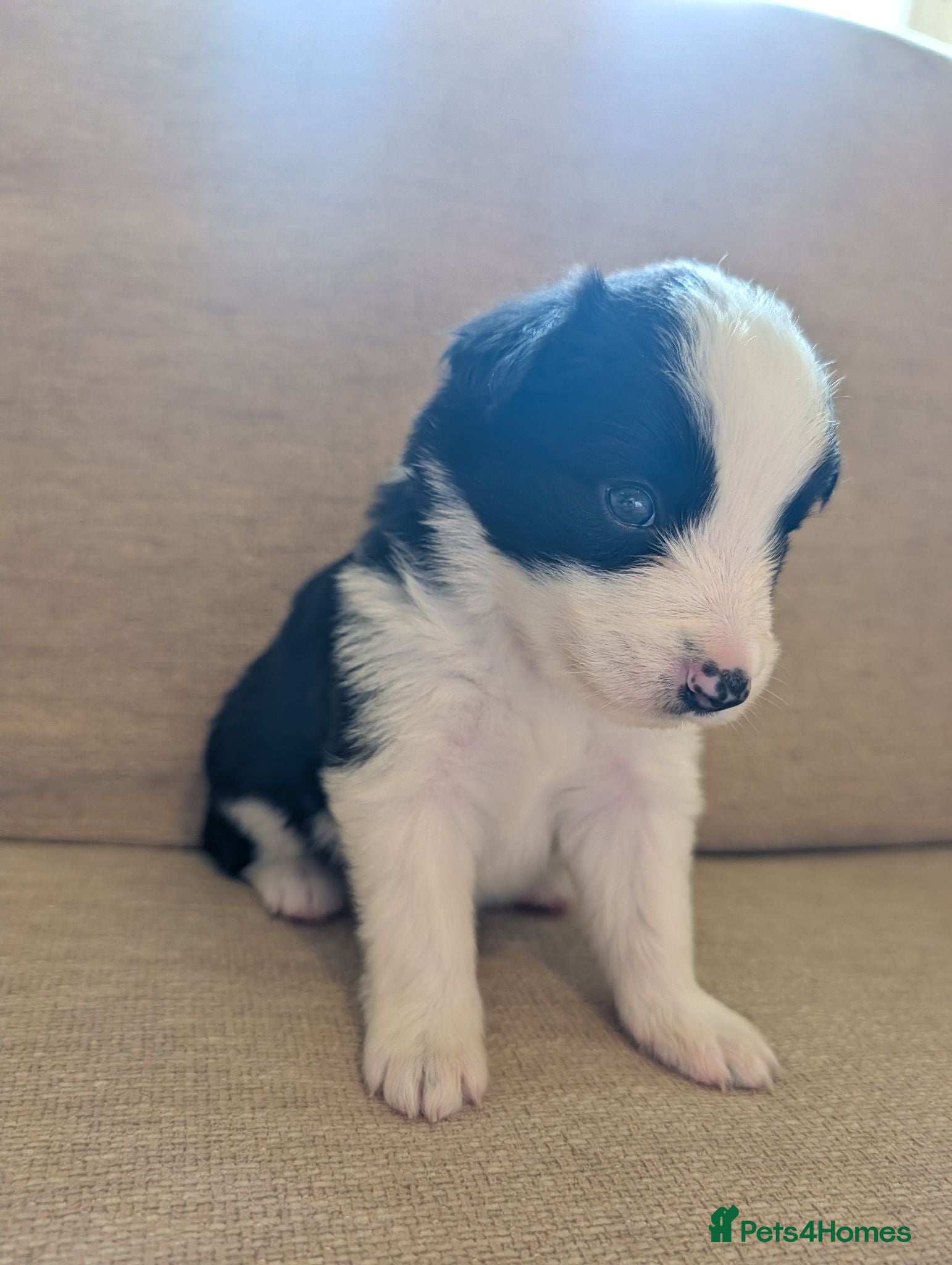 Border Collie dogs Traditional border collie puppies  - Advert 2