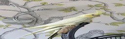 Cockatiels birds for sale: Pretty baby cockatiels with DNA - Advert 5