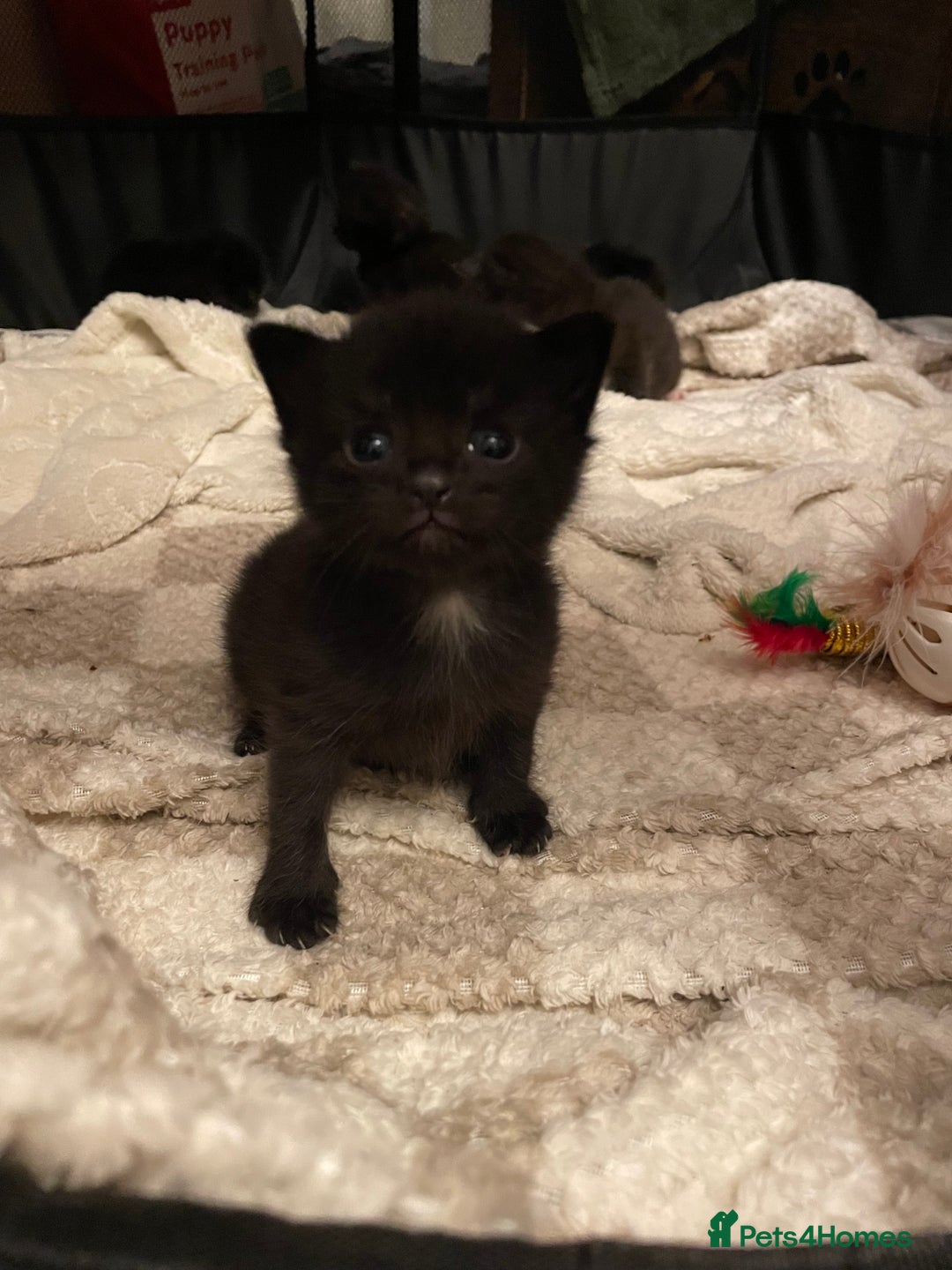 British Longhair cats for sale: Honey’s Kittens!  - Image 2