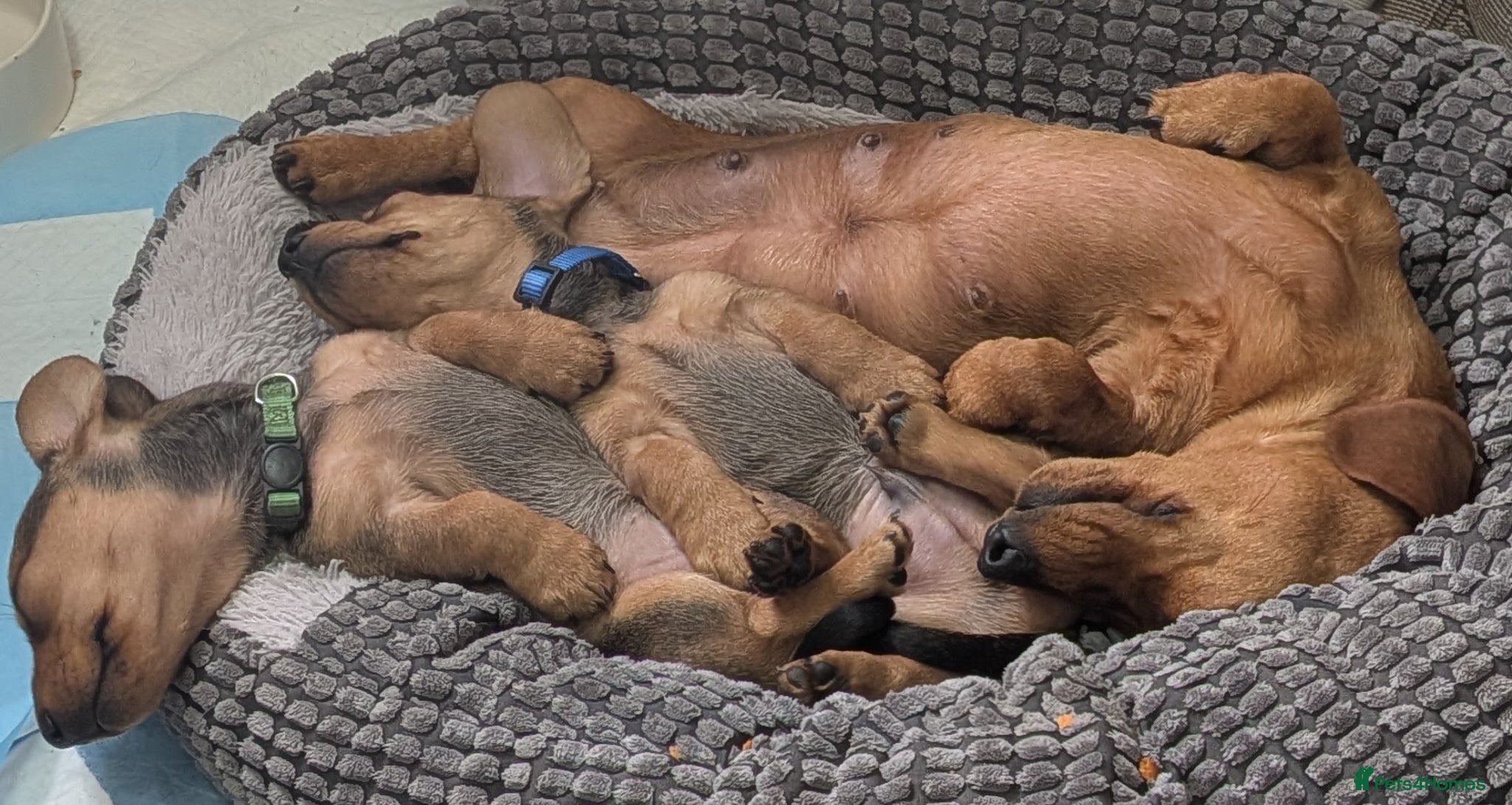 Miniature Dachshund dogs for sale: Mini Smooth Dachshund - Shaded Red Boy  x 2 - Advert 2