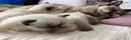 Ragdoll cats for sale: Gorgeous Ragdoll Kittens - Advert 7