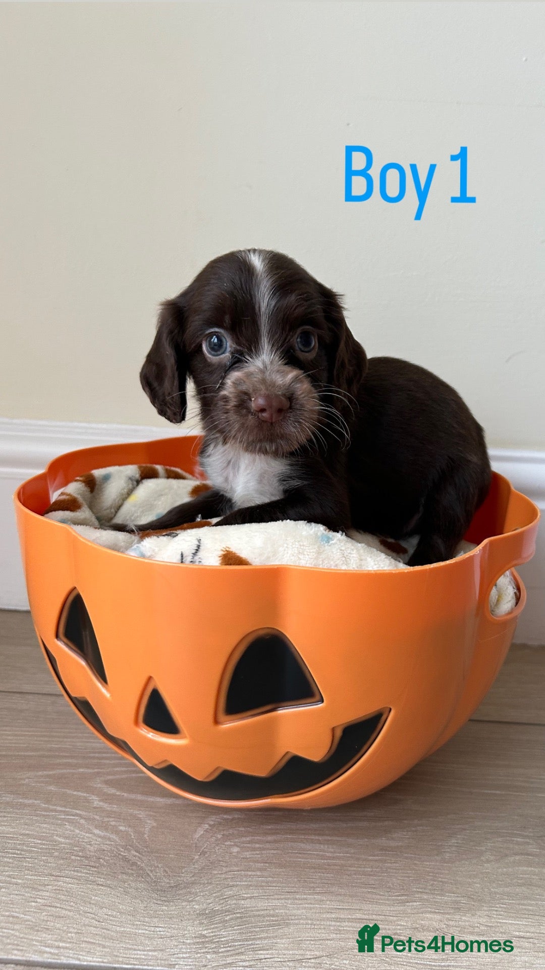 Cocker Spaniel dogs 3 HANDSOME BOYS NEED A HOME🐶🩵  - Advert 14