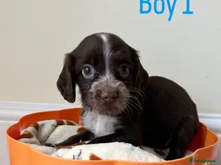 Cocker Spaniel dogs 2 HANDSOME BOYS LEFT🐶🩵 - Advert 1