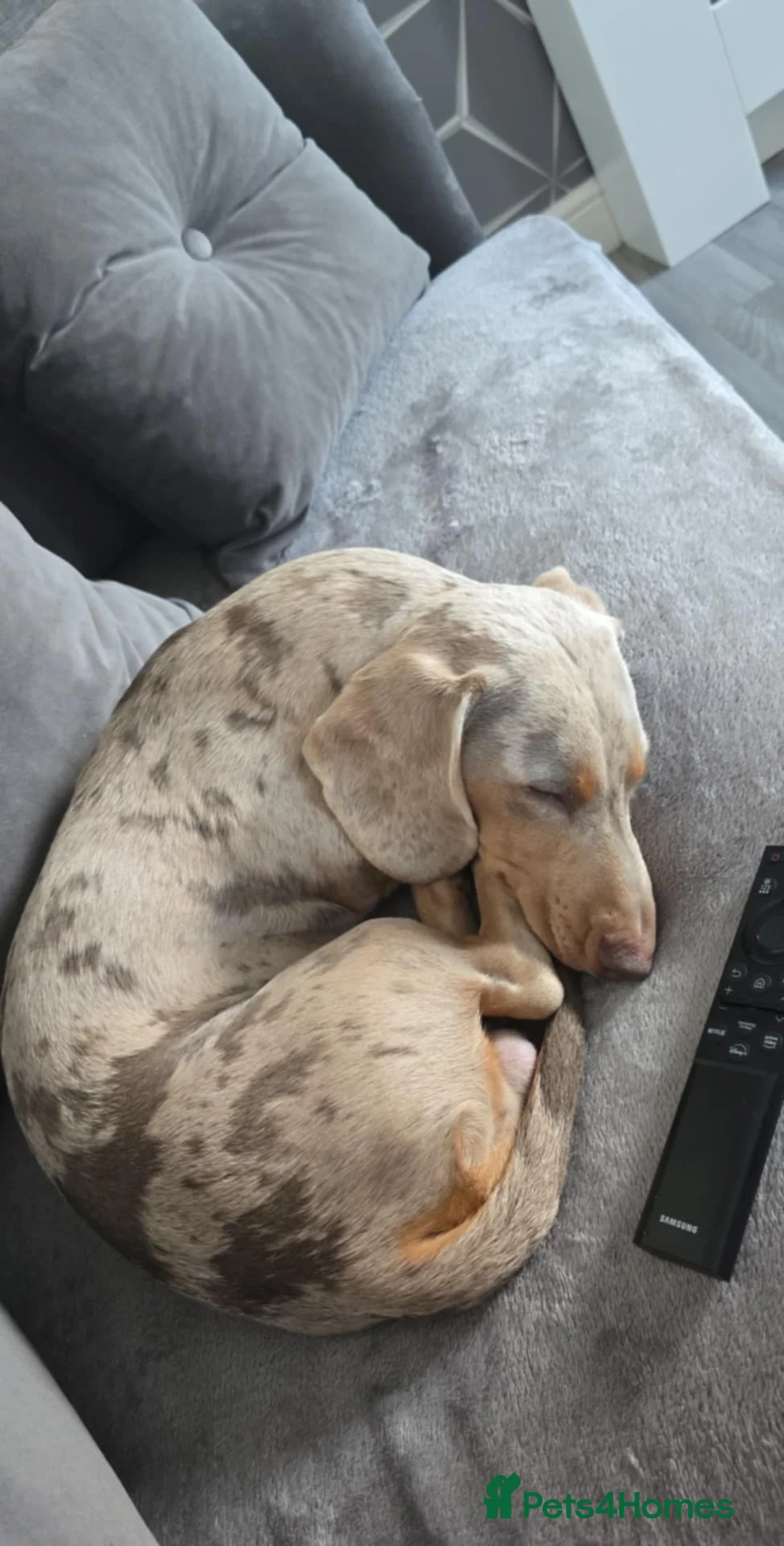 Miniature Dachshund dogs for sale: Male dachshund  - Advert 4