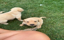 Labrador Retriever dogs for sale: Labrador puppies - Image 11
