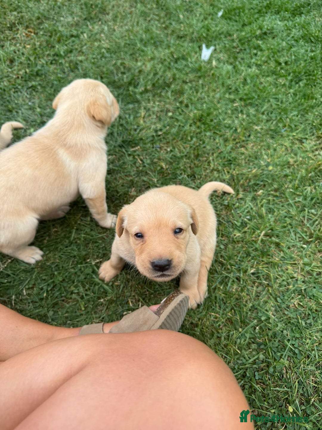 Labrador Retriever dogs for sale: Labrador puppies - Image 11