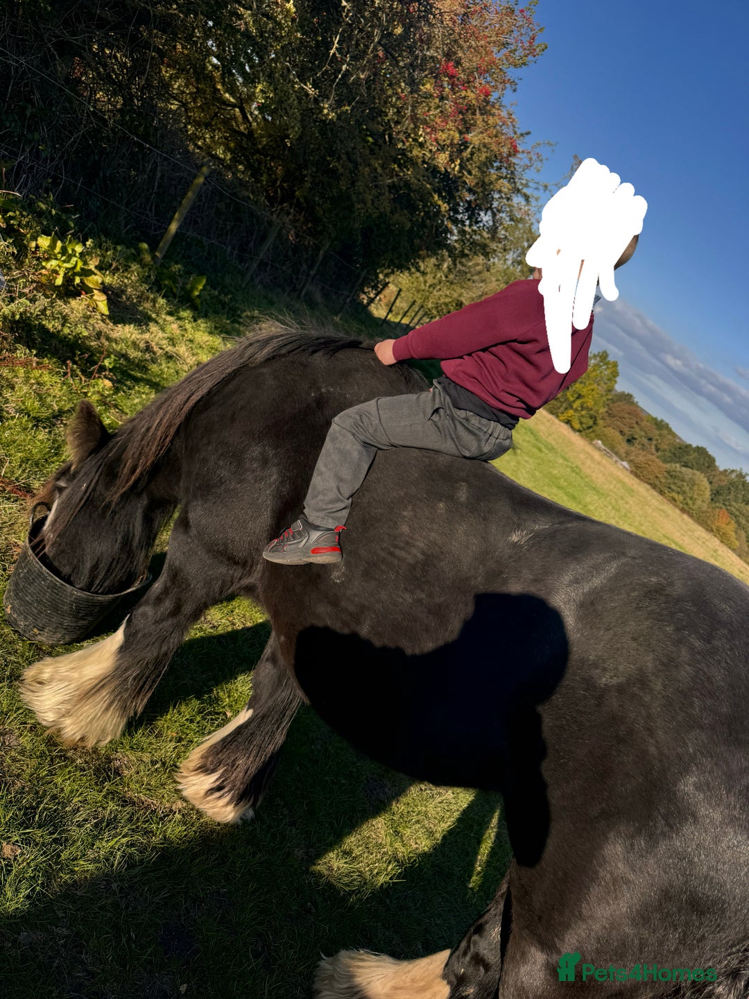 Irish Cob horses for sale: 14hh mother, daughter dream pony - Image 2