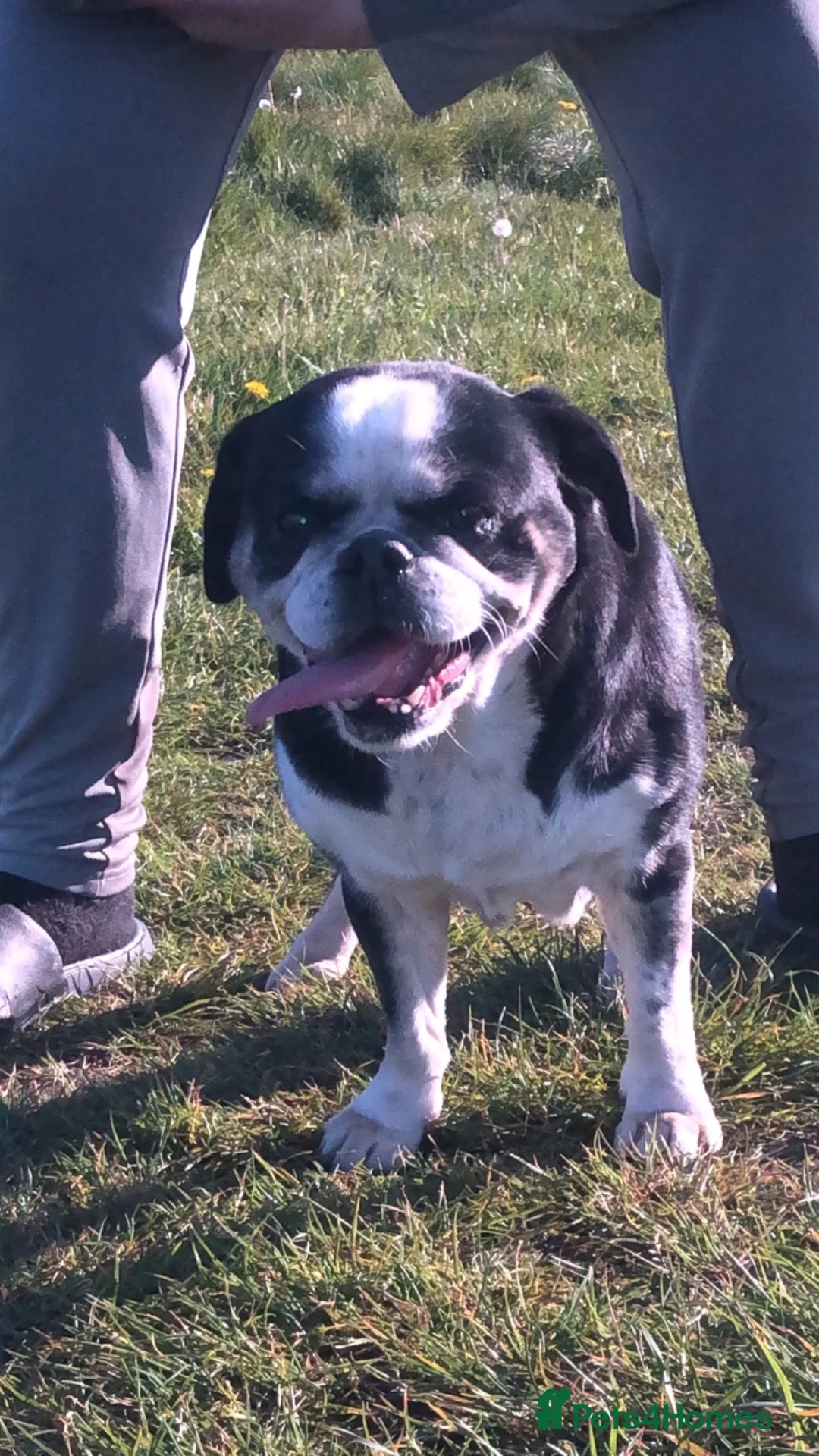 Mixed Breed dogs for sale: 6 year old senior for rehome  in Liverpool - Advert 6