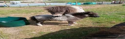 Miniature horses for sale: Miniature shetland yearling colt. - Advert 2