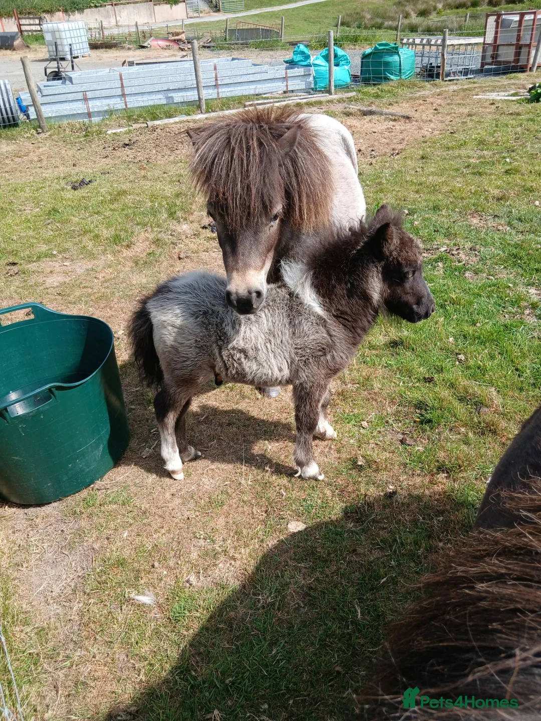 Miniature horses for sale: Miniature shetland yearling colt. - Advert 2