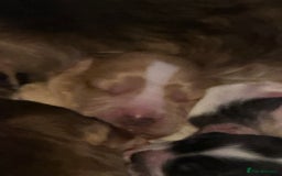 Cocker Spaniel dogs for sale: Beautiful kc registered show cocker spaniels - Image 24