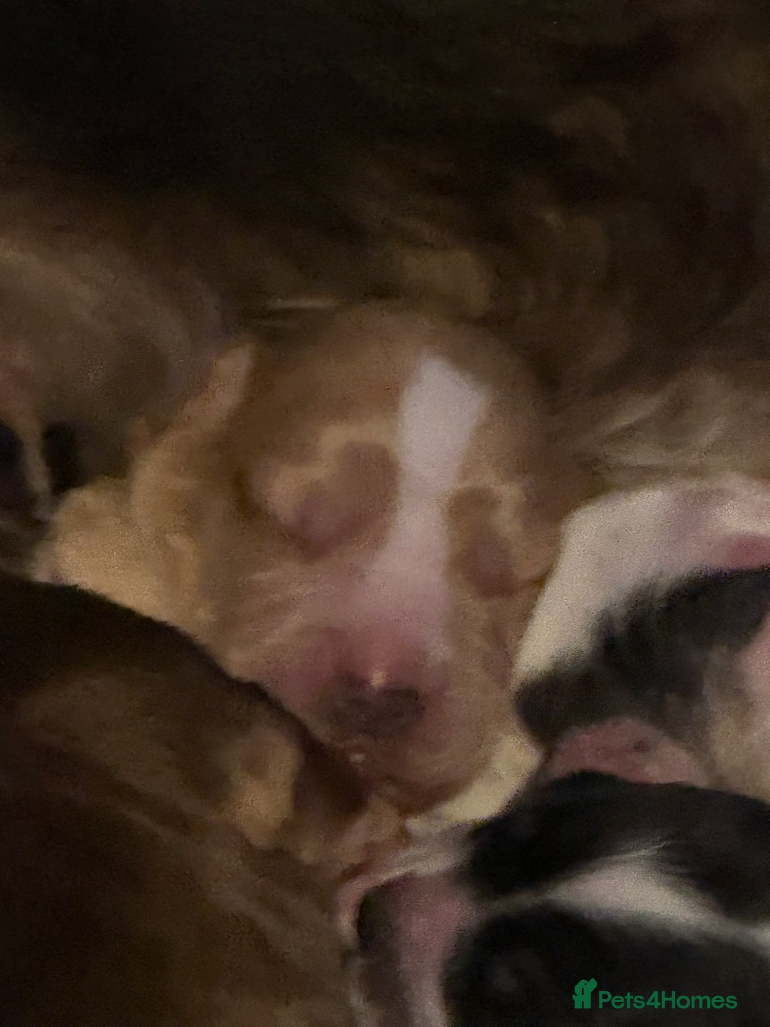 Cocker Spaniel dogs for sale: Beautiful kc registered show cocker spaniels - Image 24