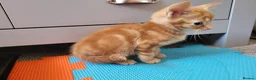 Mixed Breed cats for sale: Ginger Boy Kitten - Advert 4