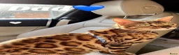 Bengal cats for sale: BENGAL KITTENS (due in 10 days) - Advert 3