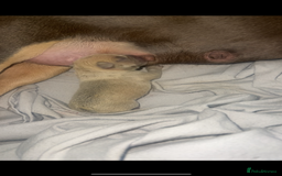 French Bulldog dogs for sale: Stunning blue fawn male available  - Image 2