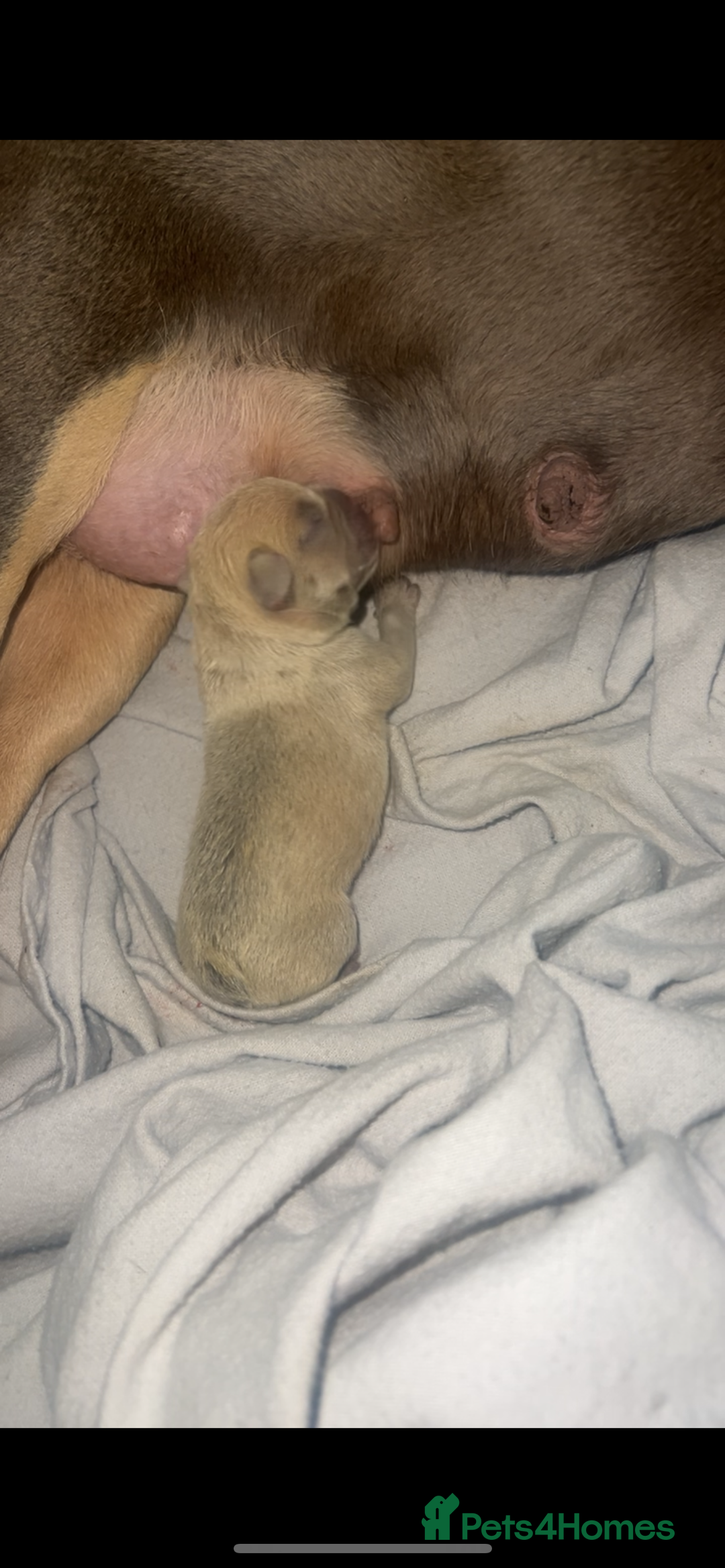 French Bulldog dogs for sale: Stunning blue fawn male available  - Image 2