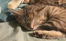 Bengal cats for sale: Cute and fluffy half Bengal kittens  - Image 5