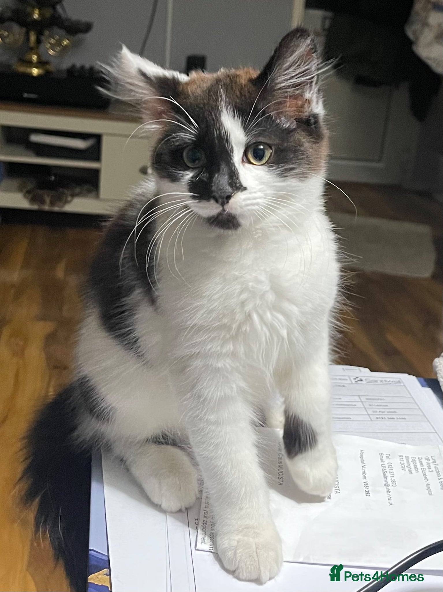Mixed Breed cats for sale: Boy Kitty  - Advert 5