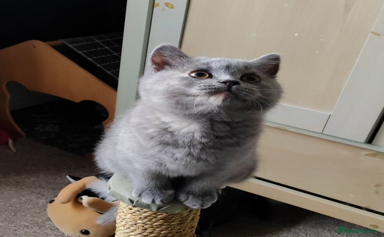 British Shorthair cats - Advert 5