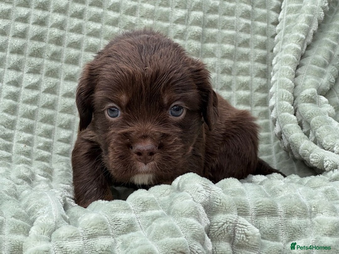 Mixed Breed dogs for sale: French Bulldog x Springer Spaniel pups ready 15Oct - Image 20