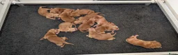Golden Retriever dogs for sale: Dark Red KC Registered Working Golden Retrievers - Advert 3