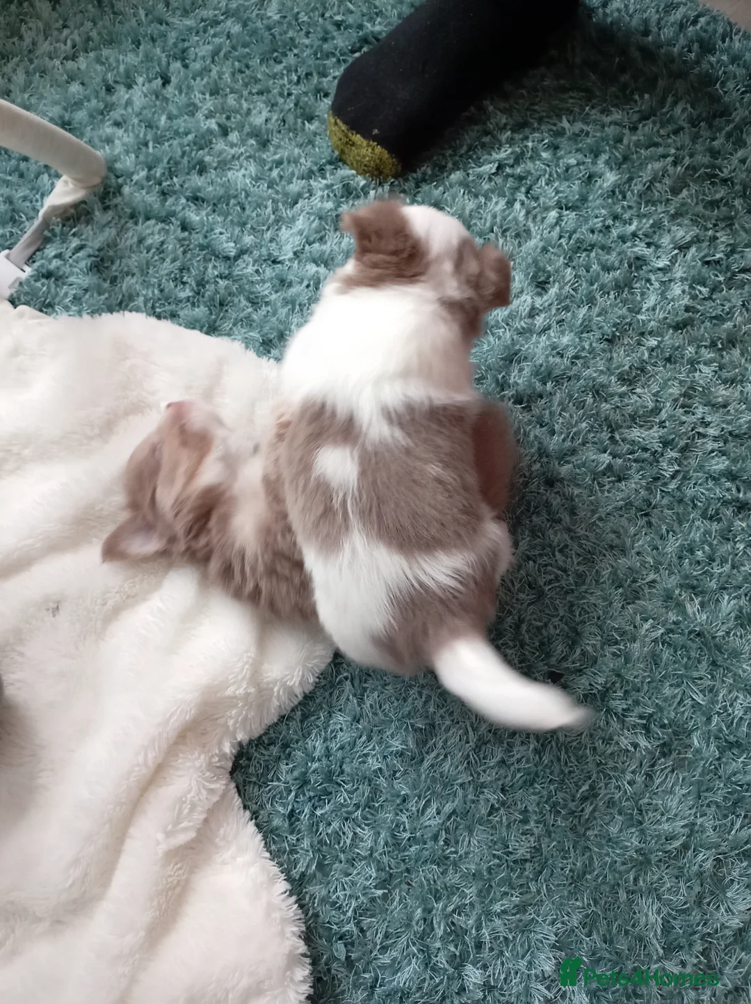 Chihuahua dogs for sale: 1 gorgeous long haired lilac and white boy  - Advert 7