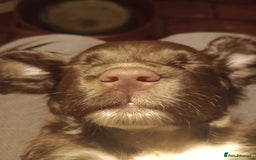 Cocker Spaniel dogs for sale: Working Cocker Spaniels  - Image 12