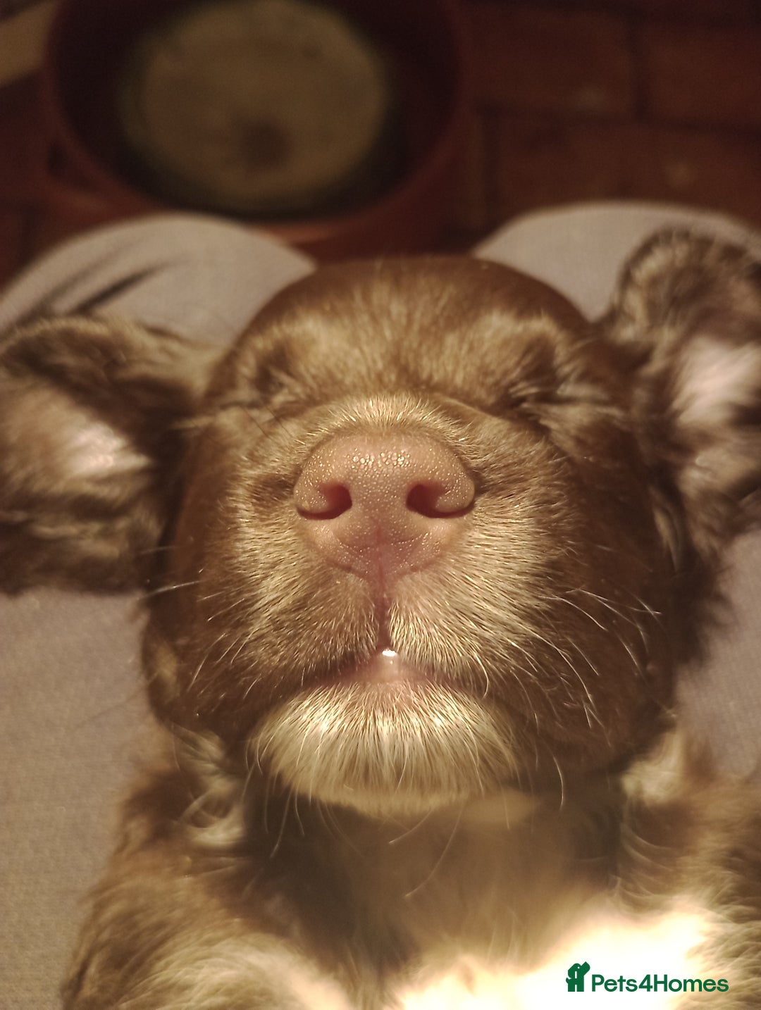 Cocker Spaniel dogs for sale: Working Cocker Spaniels  - Image 12