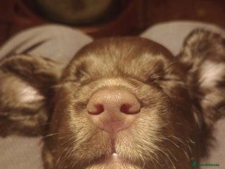 Cocker Spaniel dogs Cocker Spaniels READY NEXT WEEK - Advert 3